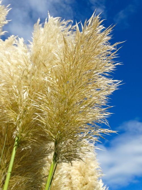 pampas grass grass fluffy