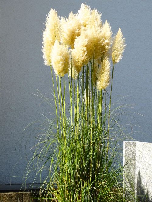 pampas grass grass fluffy