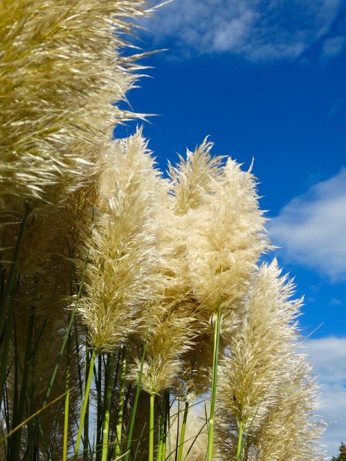 pampas grass grass fluffy