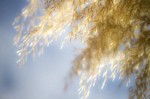 pampas grass sky yellow