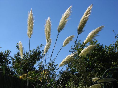 pampas grass sky pampas