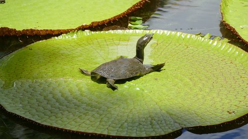 pamplemousse garden  botanical garden  mauritius