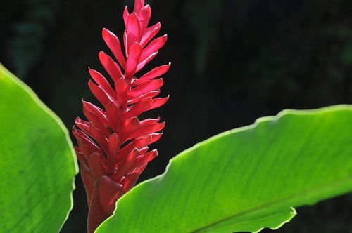 panama  flower  exotic