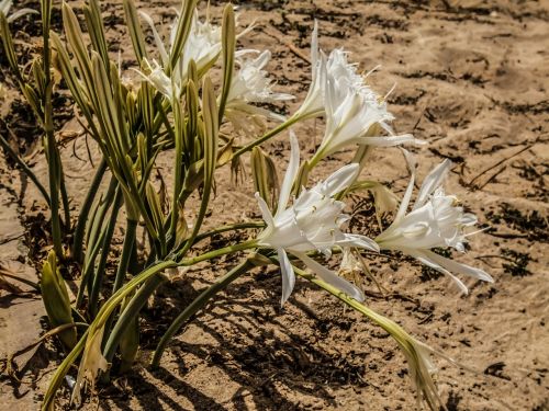 pancratium maritimum lily flower