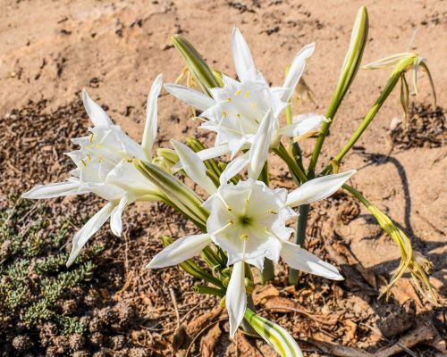 pancratium maritimum lily flower