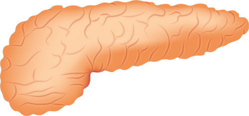 pancreas organ anatomy