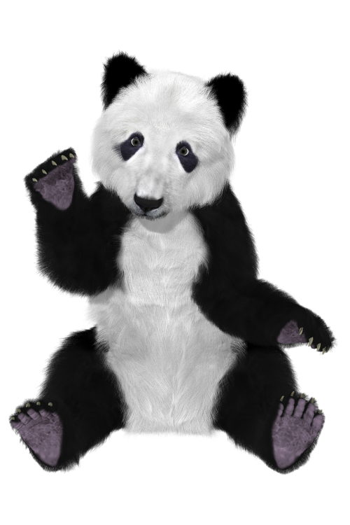 panda china bear