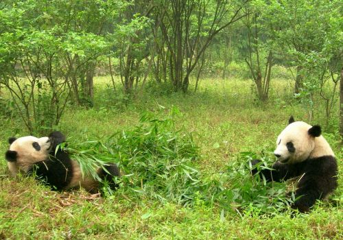 pandas two pandas china