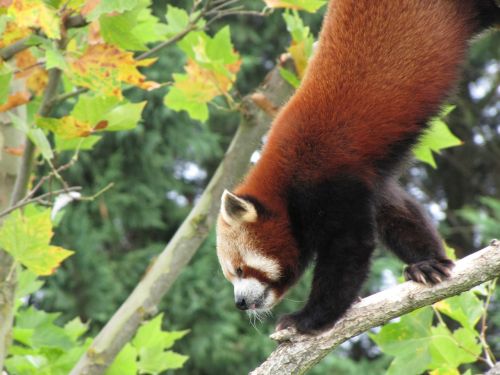 panda roux beauval