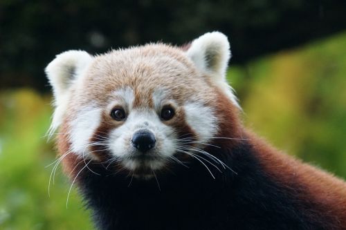 panda red panda ailurus fulgens