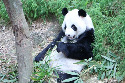 panda endangered bear