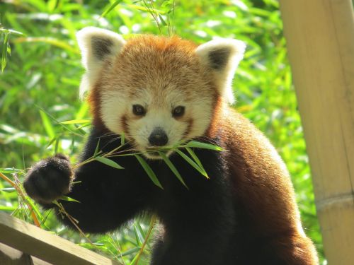 panda roux animal