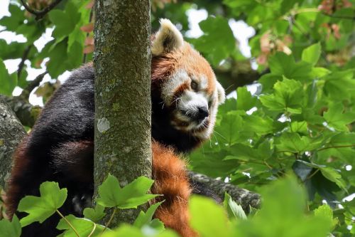 panda roux tree