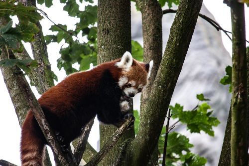panda animal tree