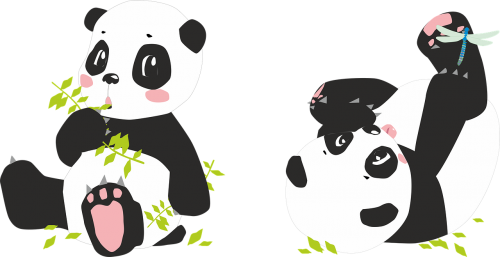panda pandas bear