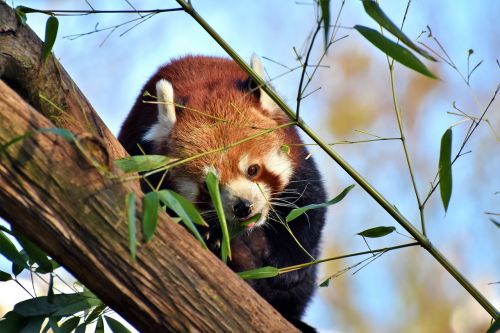 panda brown panda red panda