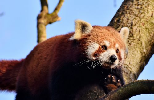 panda brown panda red panda