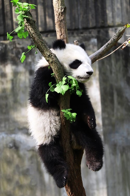 panda  mammal  zoo