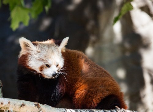 panda  red panda bear  mammal