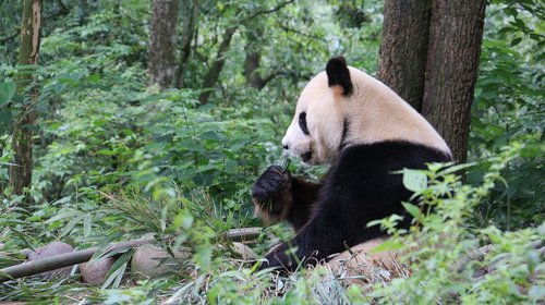 panda  sichuan  china