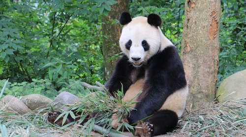 panda  sichuan  china