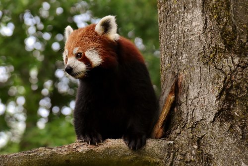 panda  red panda  bear cat