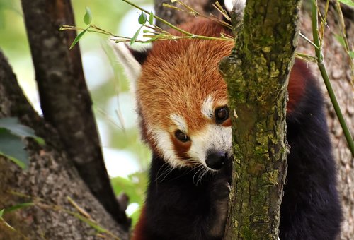 panda  red panda  bear cat