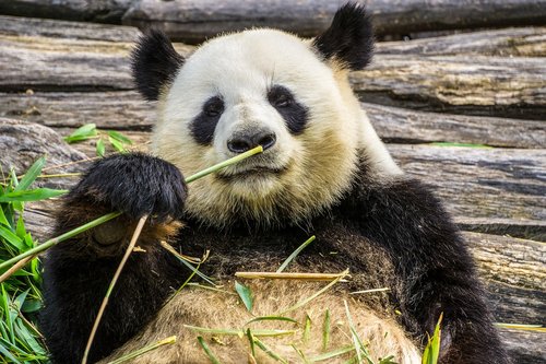 panda  panda bear  animal