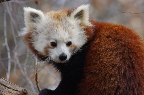 panda  red  wild