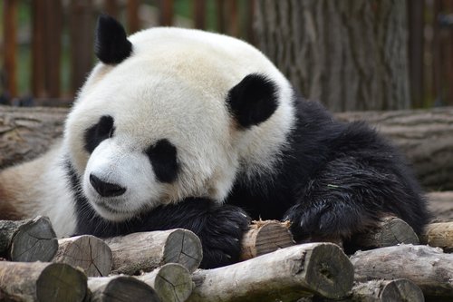 panda  zoo  cute