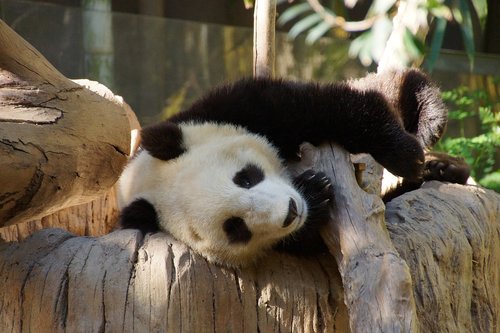 panda  mammal  animal