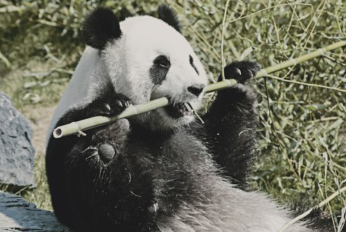 panda  animal  cute