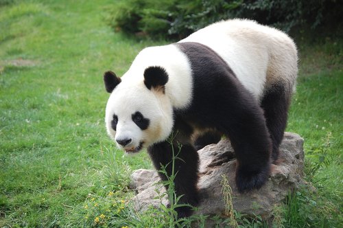 panda  zoo  mammals