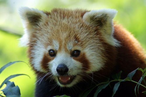 panda red panda close