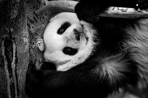 panda  giant  zoo