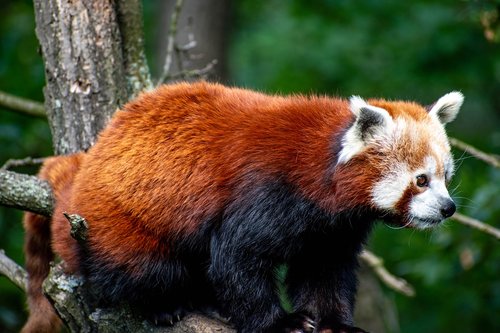 panda  red  zoo