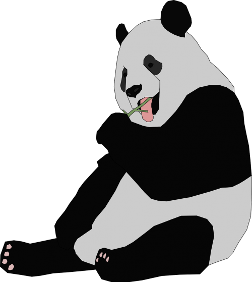 panda animal bear