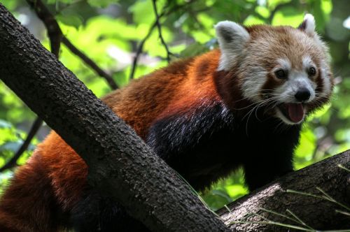 panda ailurus fulgens red panda