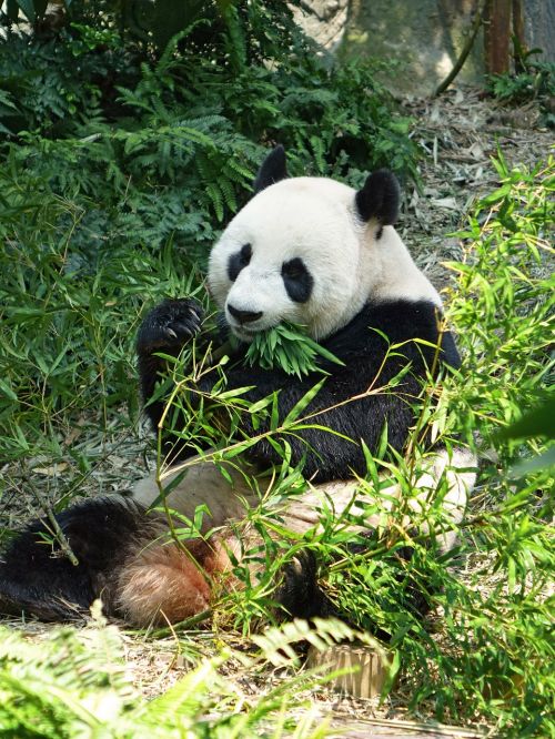 panda endangered rare