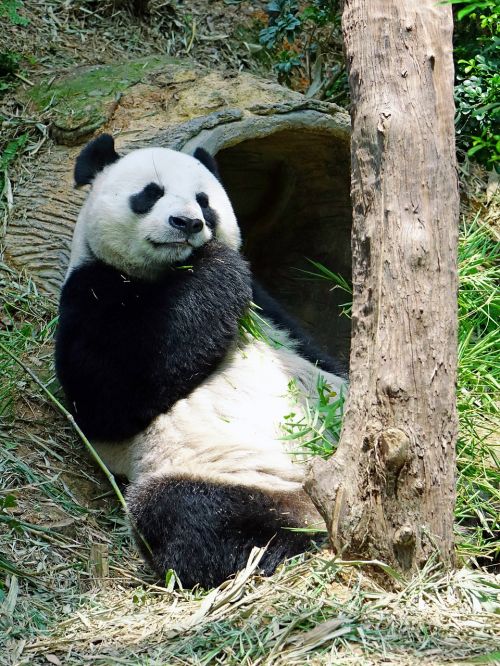 panda endangered rare
