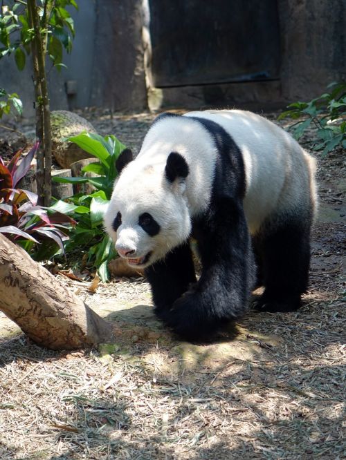 panda animal endangered