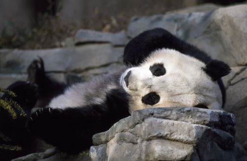 panda bear zoo