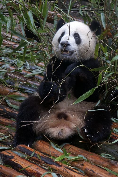 panda giant panda bear