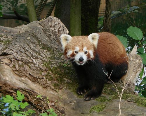 panda red wildlife