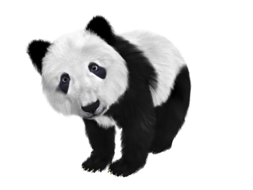 panda panda baby china
