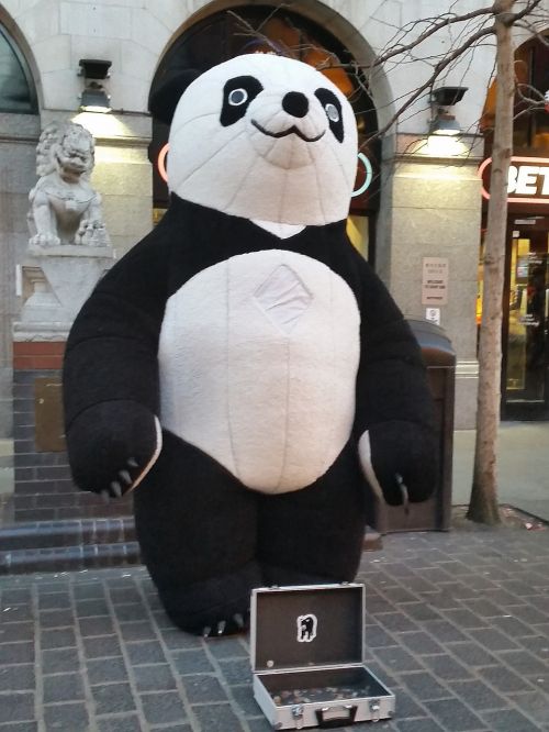 panda giant begging