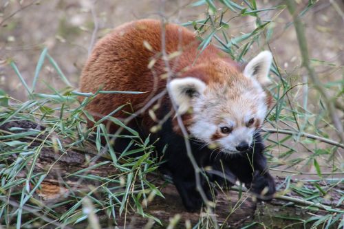 panda bear red panda