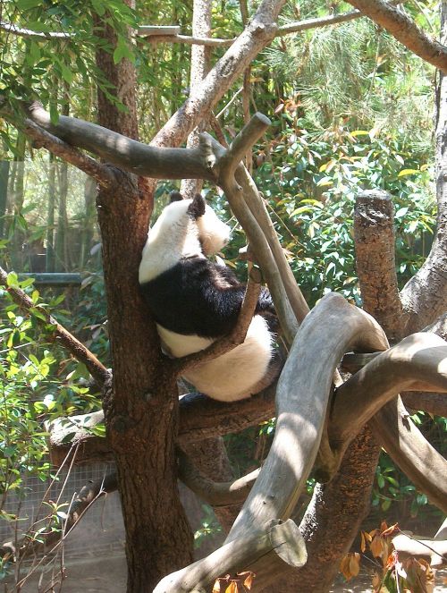 panda zoo animal