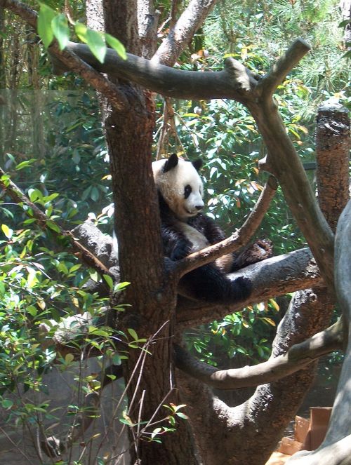 panda zoo nature