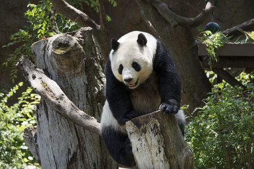 panda bear wildlife